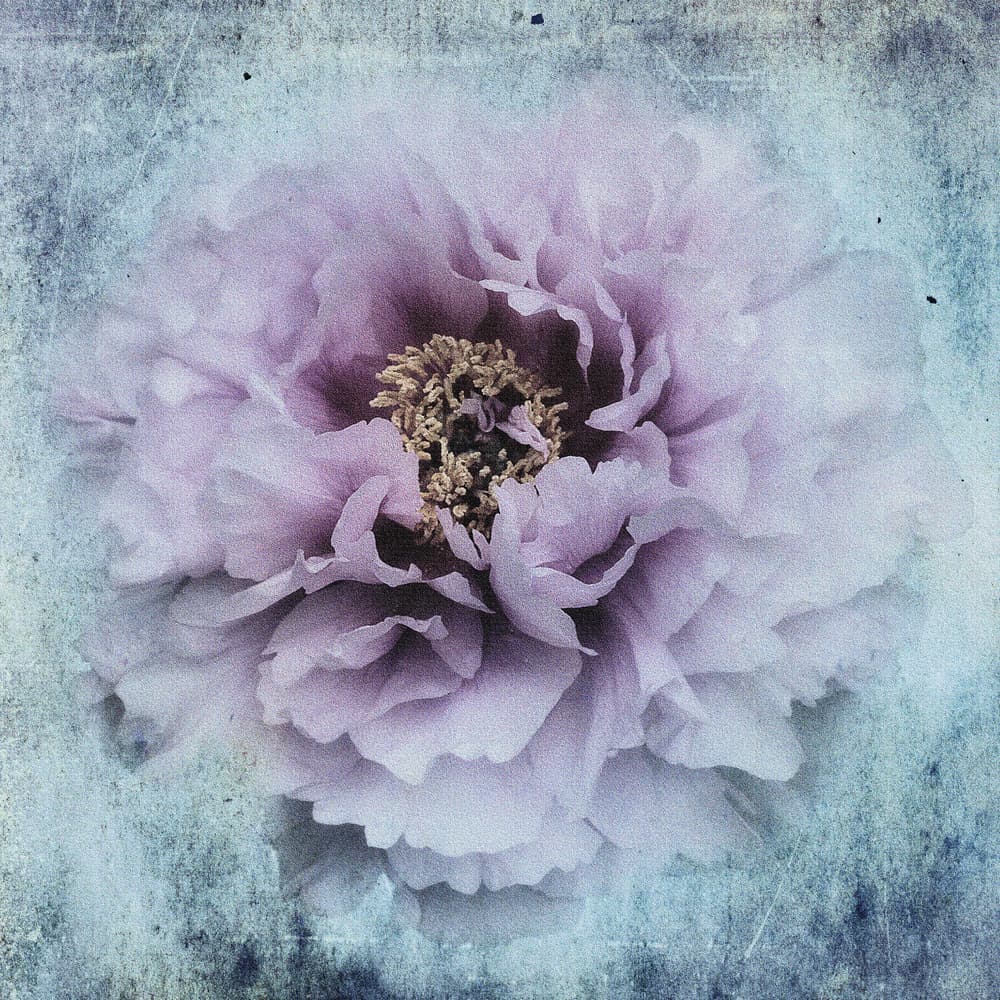 Soft Lavender Peony by Stefan Eisele — canvas wall art