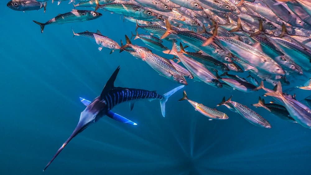 Marlin Chasing School by KIMIO KOBAYASHI — canvas wall art