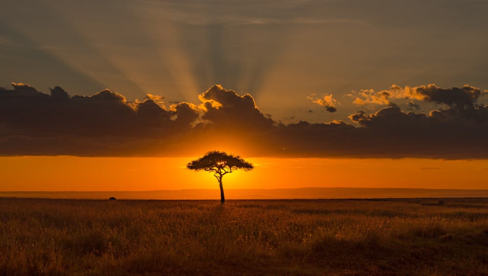 Golden Savanna Sunset by Tony Yu — canvas wall art