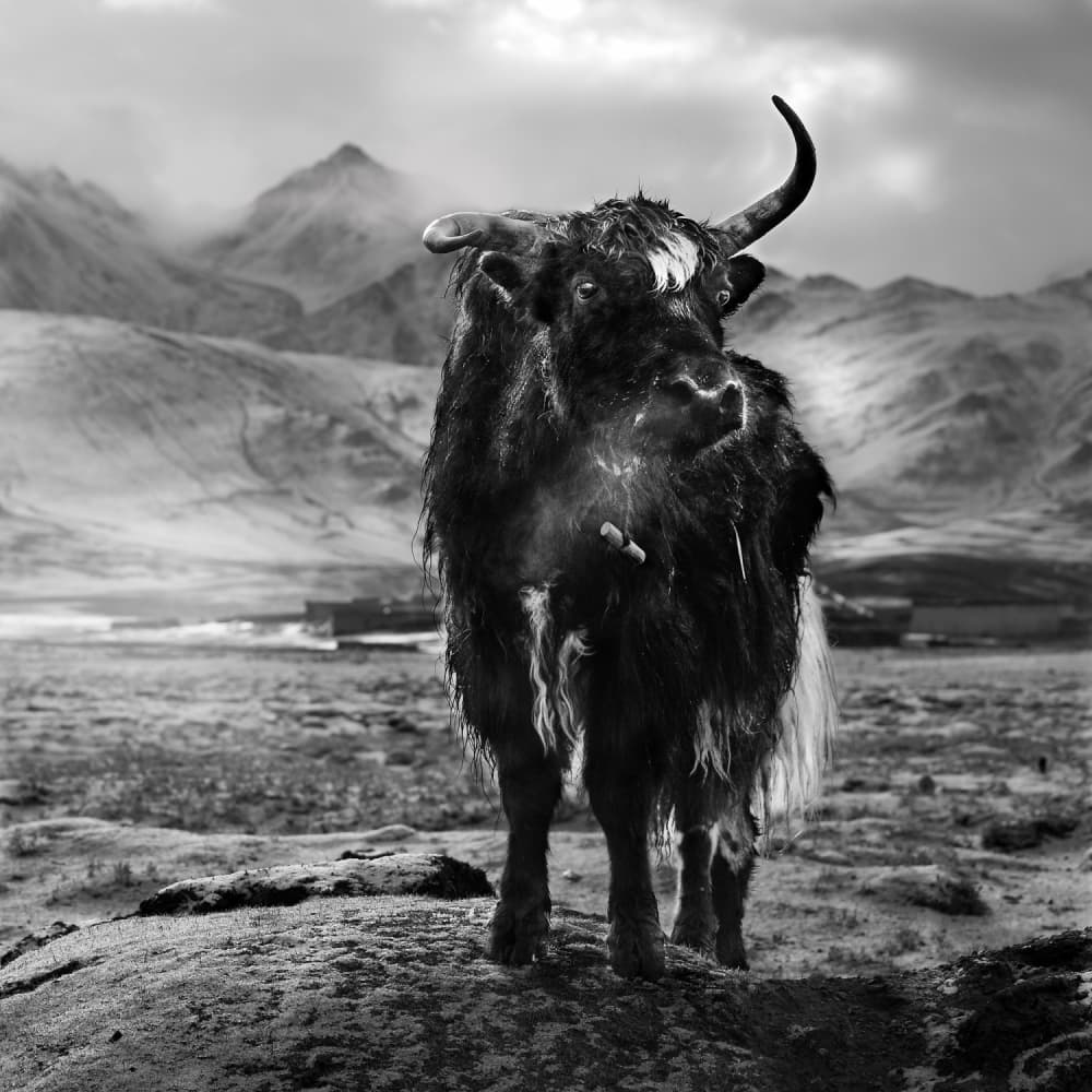 Majestic Mountain Yak by BJ Yang — canvas wall art