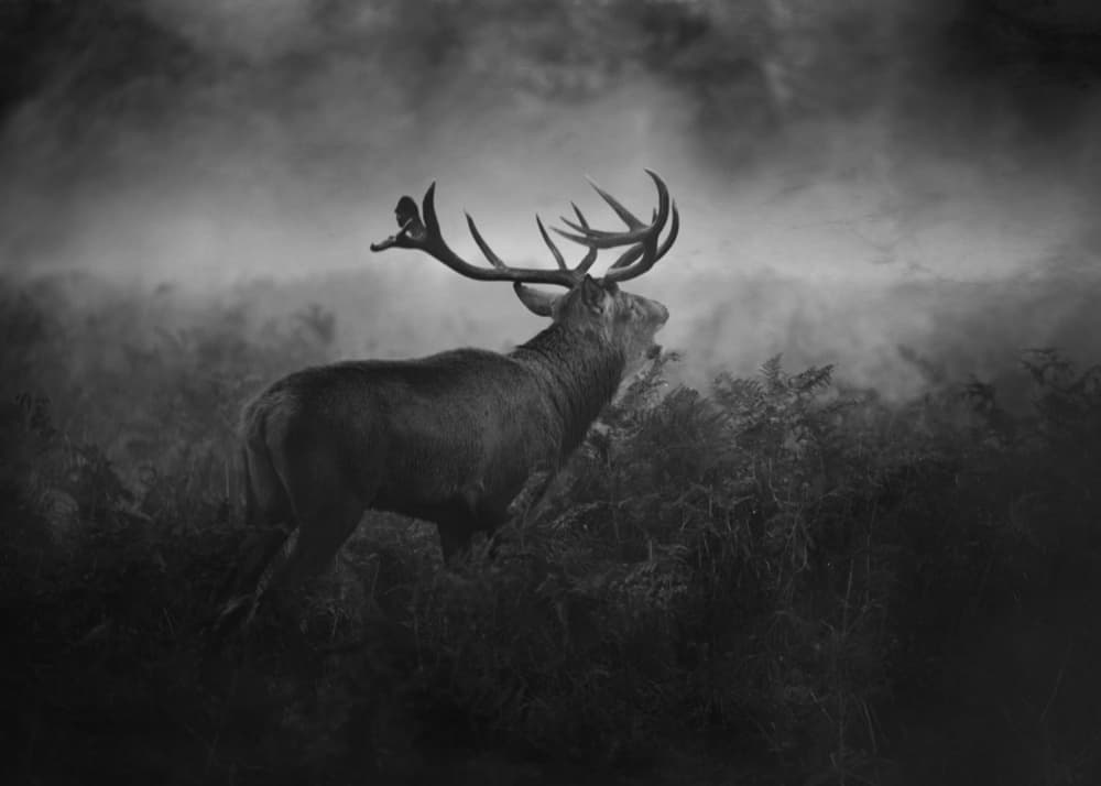 Majestic Stag Roaring in Fog by Robert Fabrowski — canvas wall art