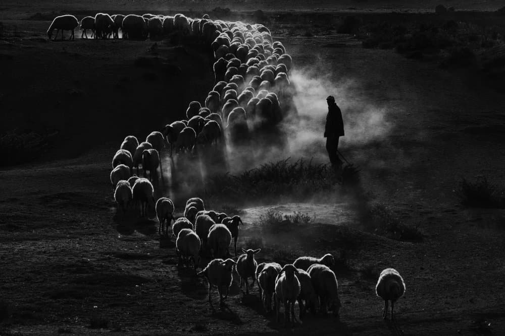 Shepherd's Dusty Flock by Emir Bagci — canvas wall art