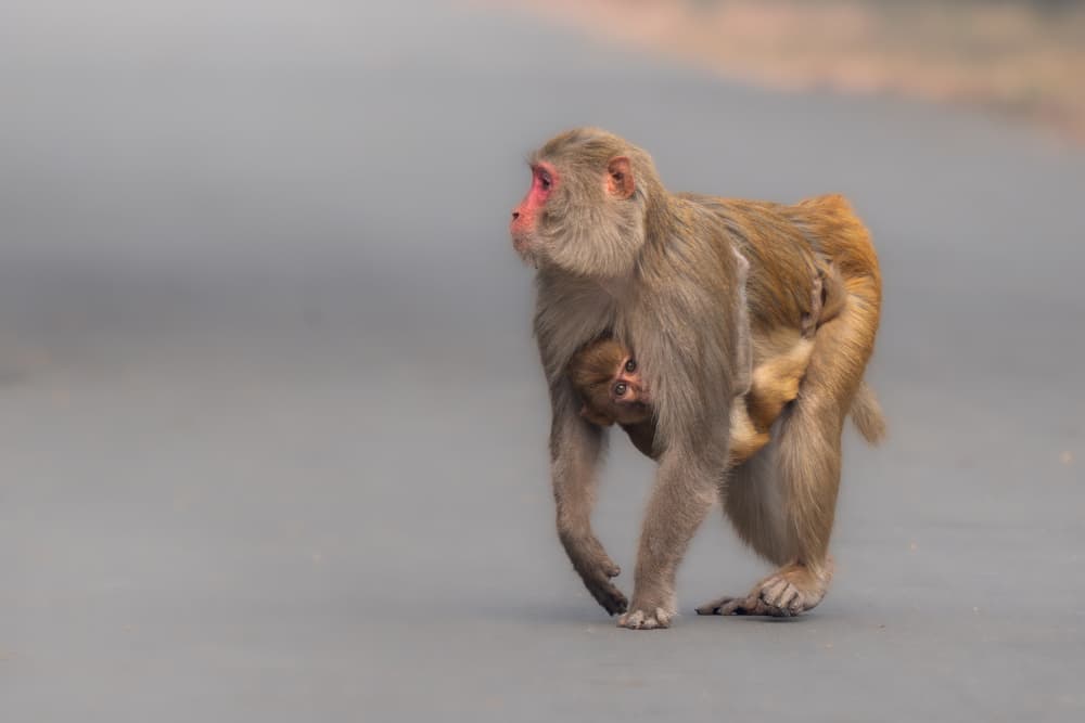 Monkey Mother and Child by Rajat Dhesi — canvas wall art