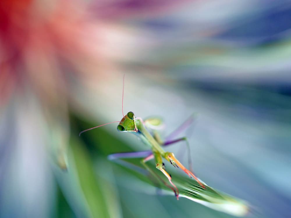 Watchful Green Mantis by Thierry Dufour — canvas wall art