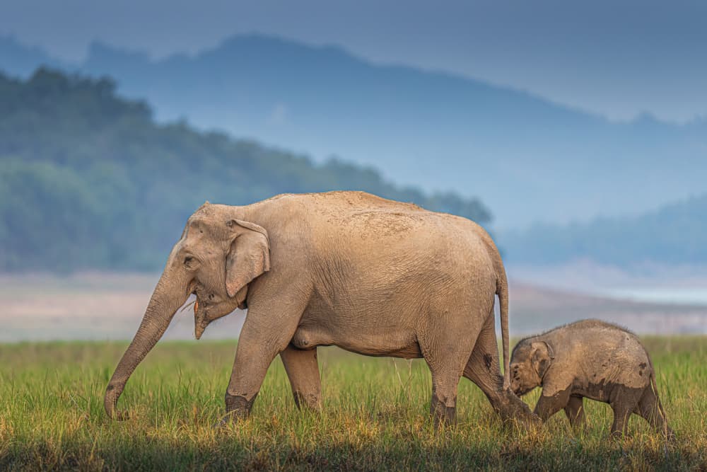 Mother and Calf Elephants by Yogesh Bhatia — canvas wall art
