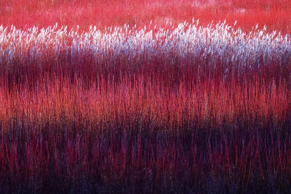 Red Purple Reeds by Rodrigo Núñez Buj — canvas wall art