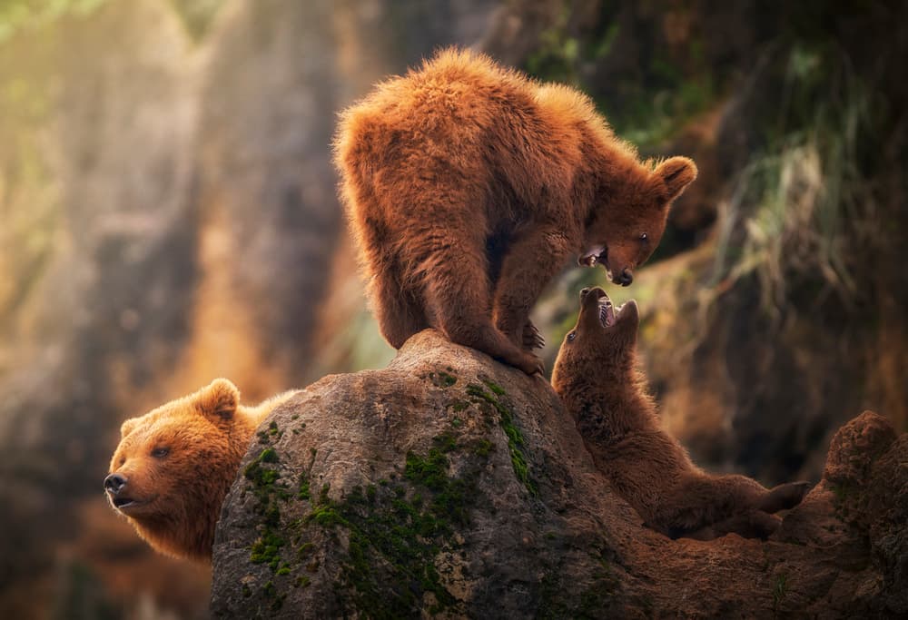 Playful Bear Cubs by Sergio Saavedra Ruiz — canvas wall art
