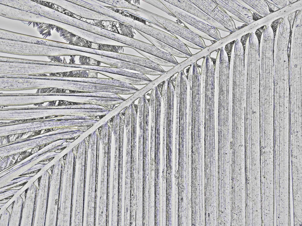Tropical Palm Lines by Santhosh ch — canvas wall art