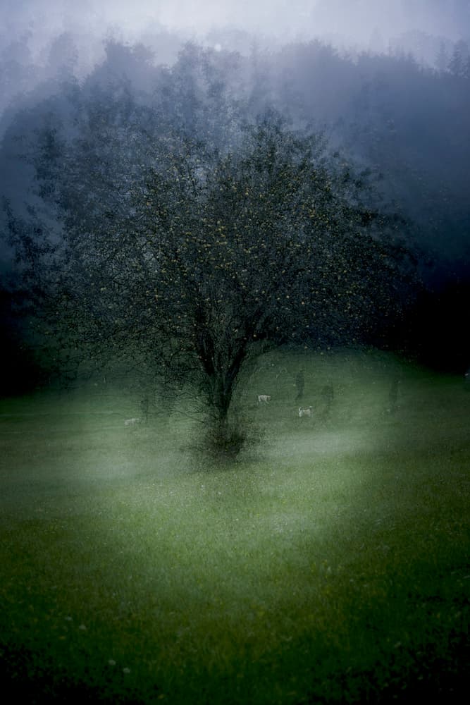 Tree in Twilight Mist by Milan Malovrh — canvas wall art