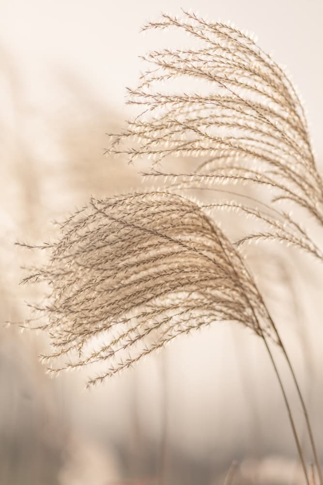 Whispering Golden Grass by Mayra Pama — canvas wall art