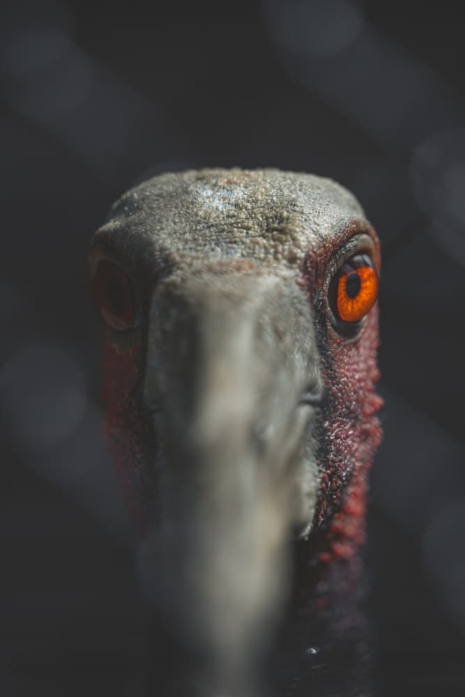 Piercing Bird Stare by HISASHI ISHIKAWA — canvas wall art