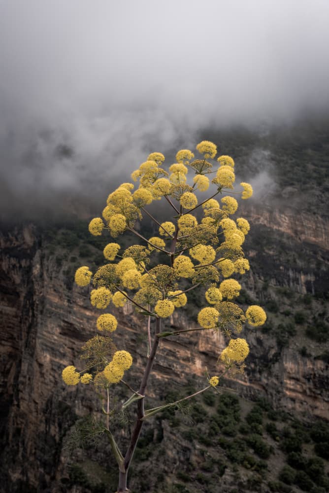 Yellow Flowers Mountain Mist by Photolovers — canvas wall art