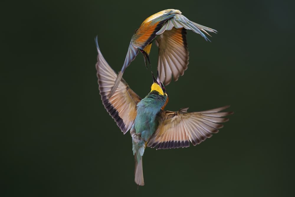 Dynamic Bee-eater Dance by Marco Redaelli — canvas wall art