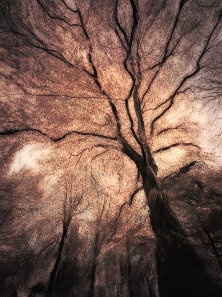 Ethereal Autumn Forest by Marc Huybrighs — canvas wall art