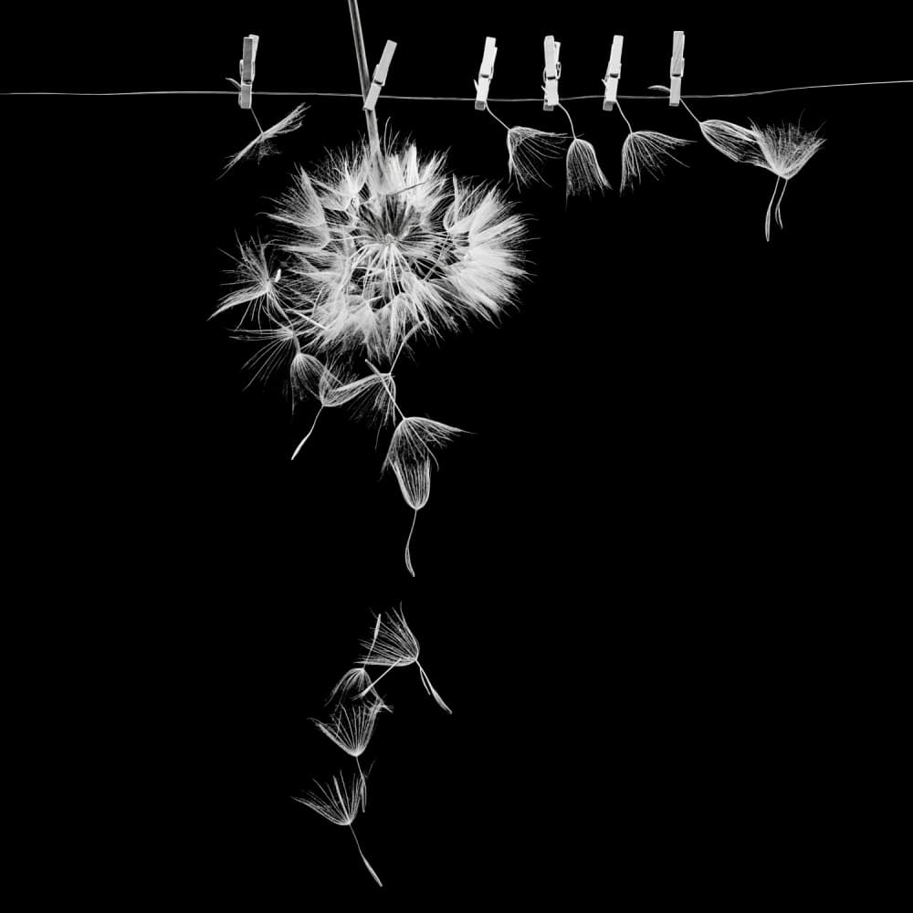 Floating Dandelion Wishes by Ileana Bosogea-Tudor — canvas wall art