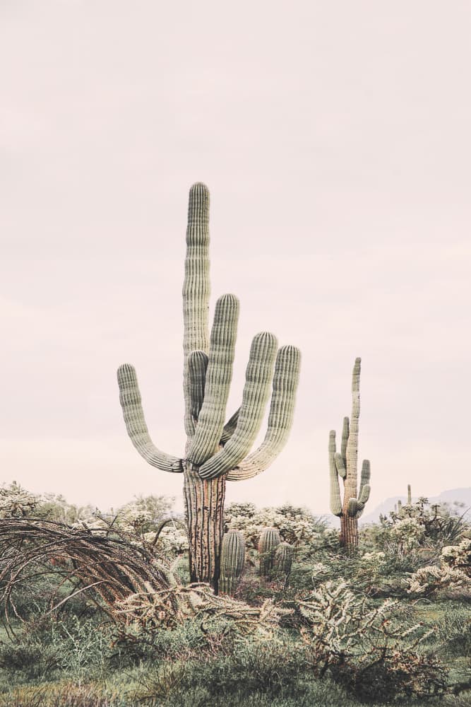 Pink Saguaro by Kathrin Pienaar — canvas wall art