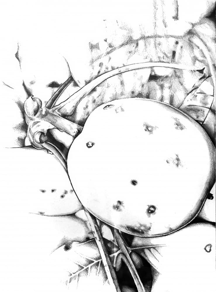 Rustic Apple Sketch by Kulik — canvas wall art