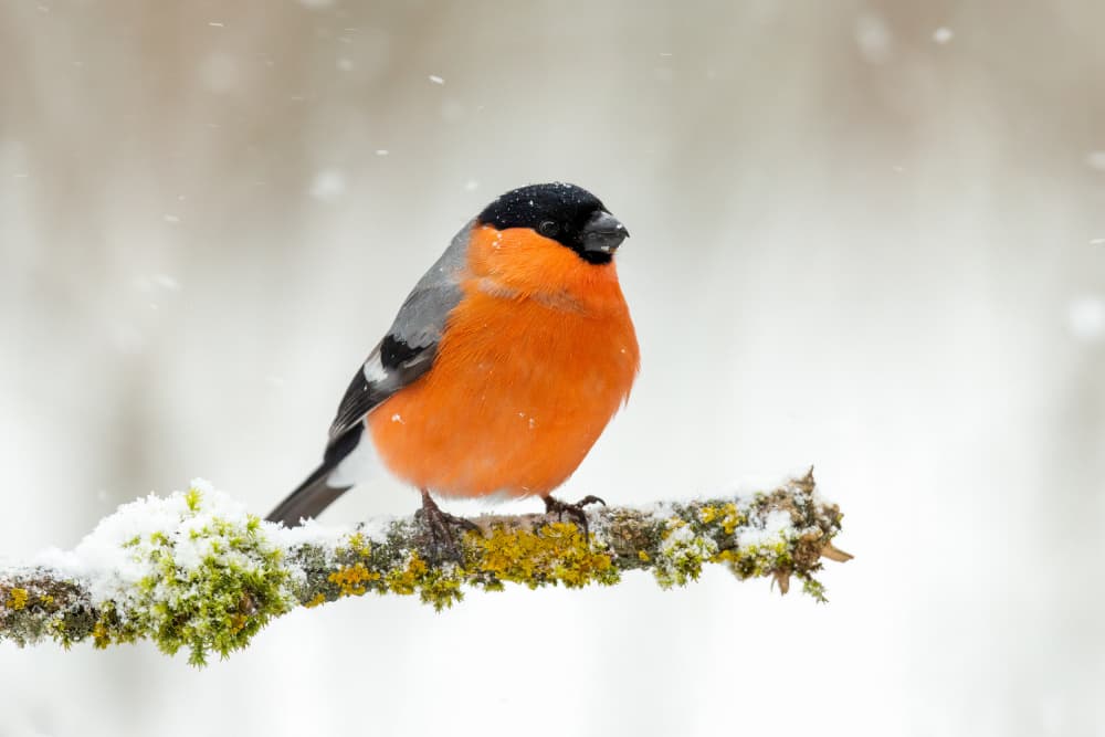 Winter Bullfinch on Branch by Annie Keizer — canvas wall art