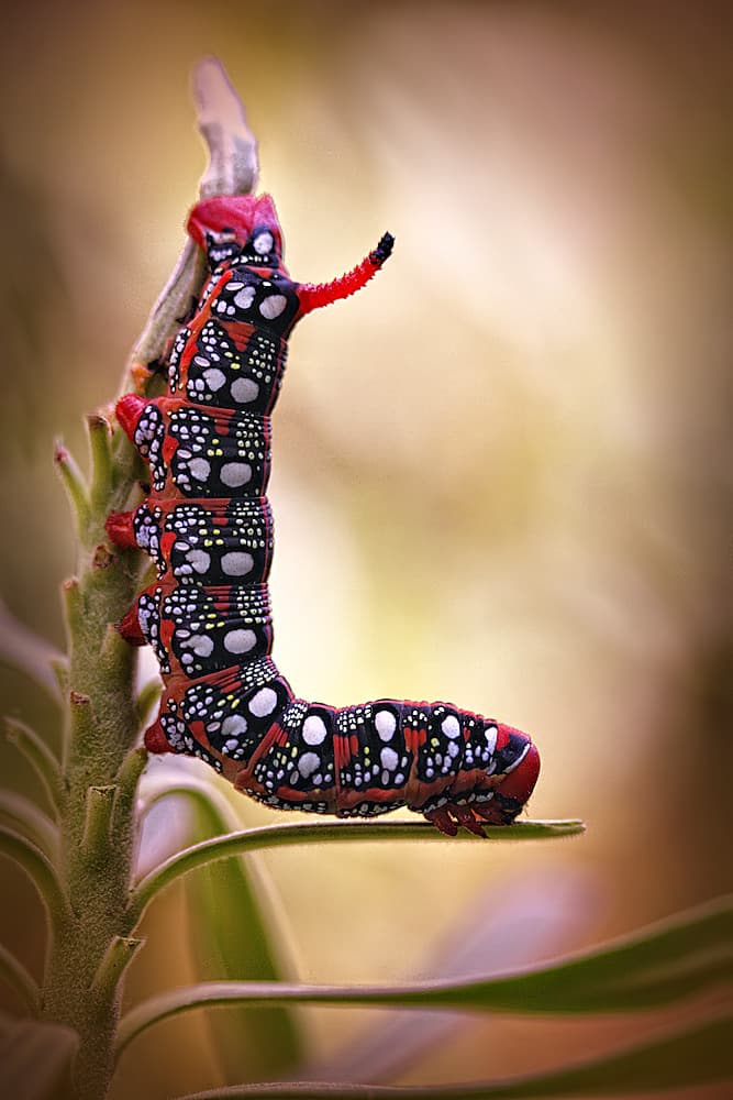 Colorful Horned Caterpillar by Jimmy Hoffman — canvas wall art
