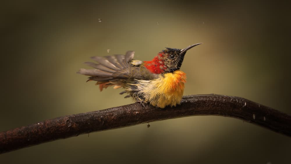 Colorful Bird Splash by tianhuayu — canvas wall art