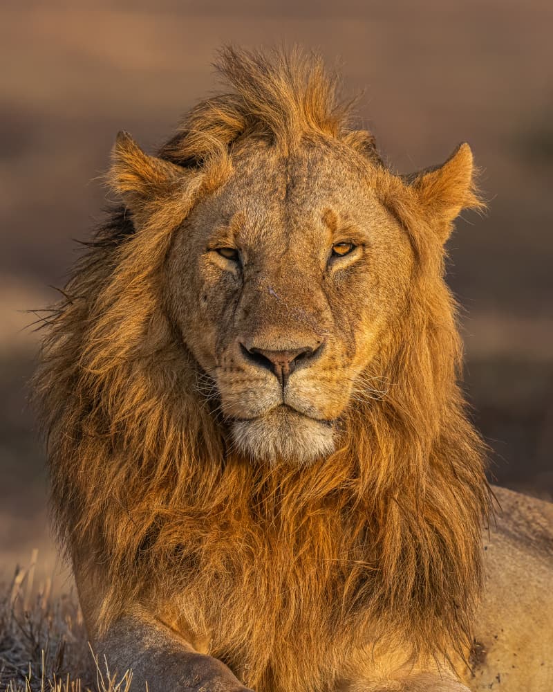 Regal Golden Lion by Yogesh Bhatia — canvas wall art