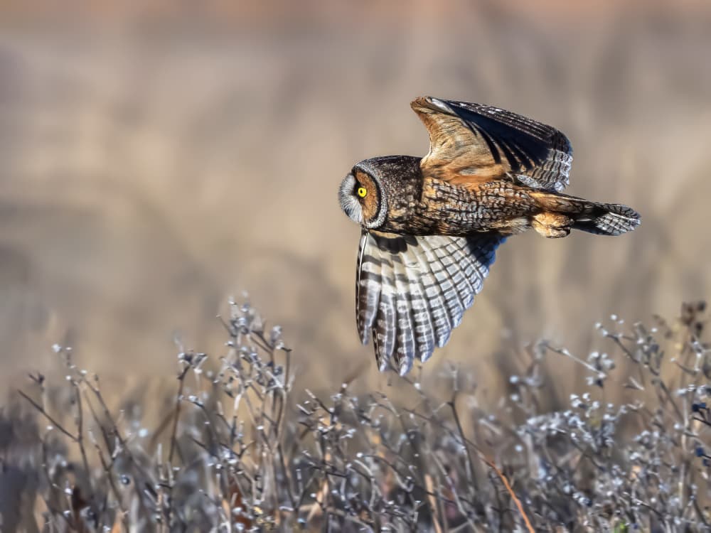 Wild Owl in Flight by Taksing (吉星高照) — canvas wall art