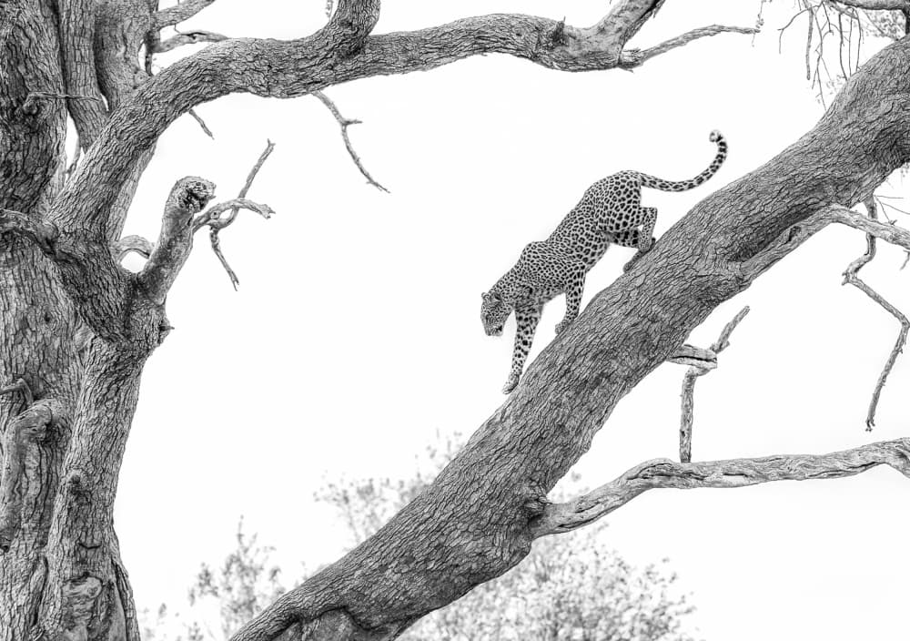 Tree Climbing Leopard by Jaco Marx — canvas wall art