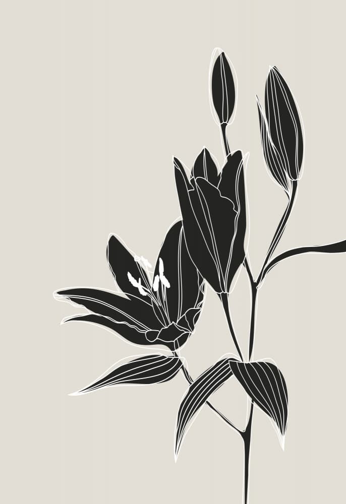 Black Lily Bloom by Rosana Laiz Blursbyai — canvas wall art