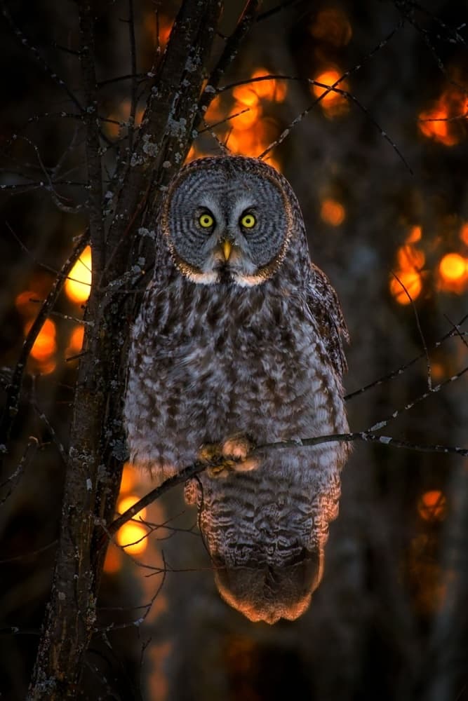 Golden Hour Owl by Nick Kalathas — canvas wall art