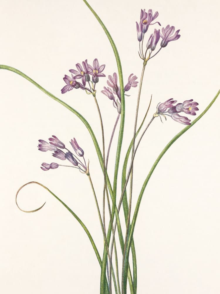 Wild Hyacinth From North American Wildflowers (1925) By Mary Vaux Walcott by Mary Vaux Walcott — canvas wall art