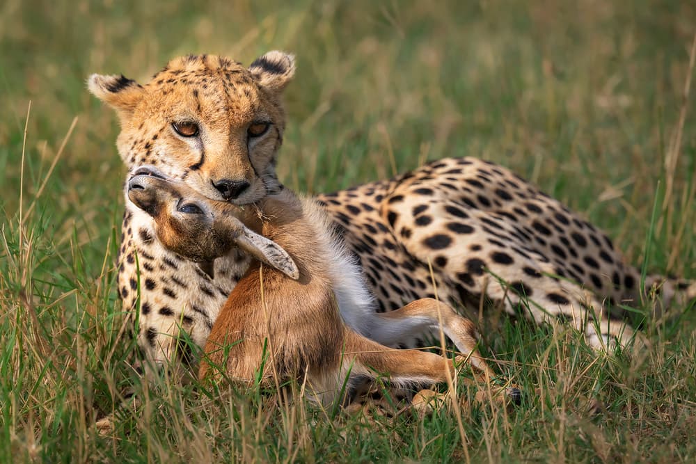 Cheetah Holding Gazelle by Annie Poreider — canvas wall art