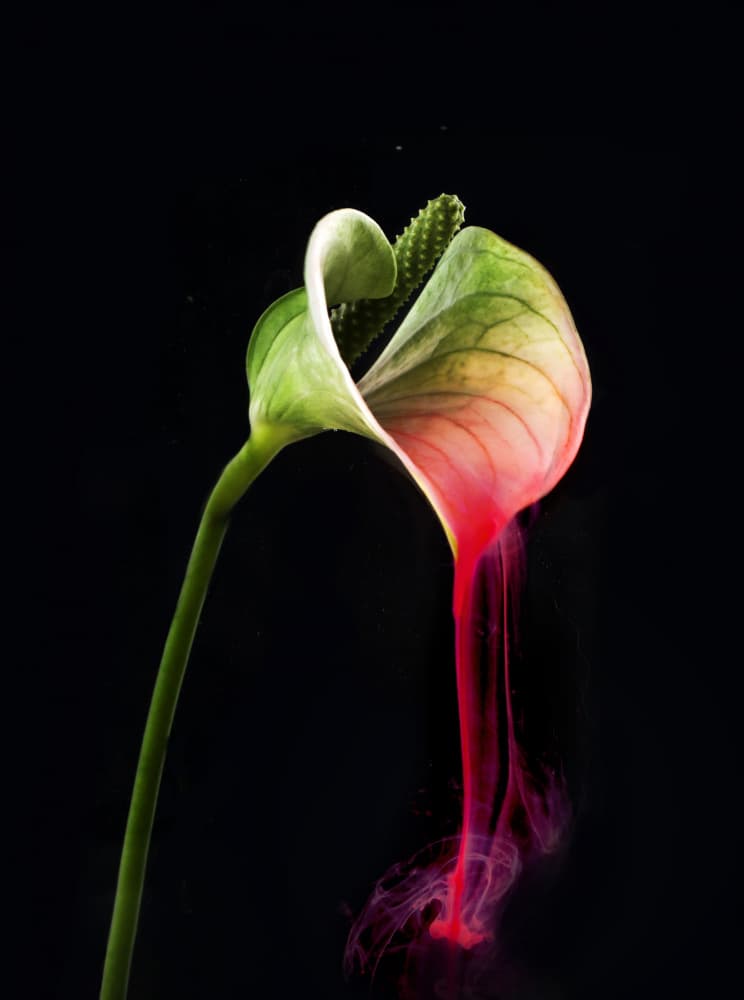 Anthurium Red Liquid Flow by Gaby Grohovaz — canvas wall art