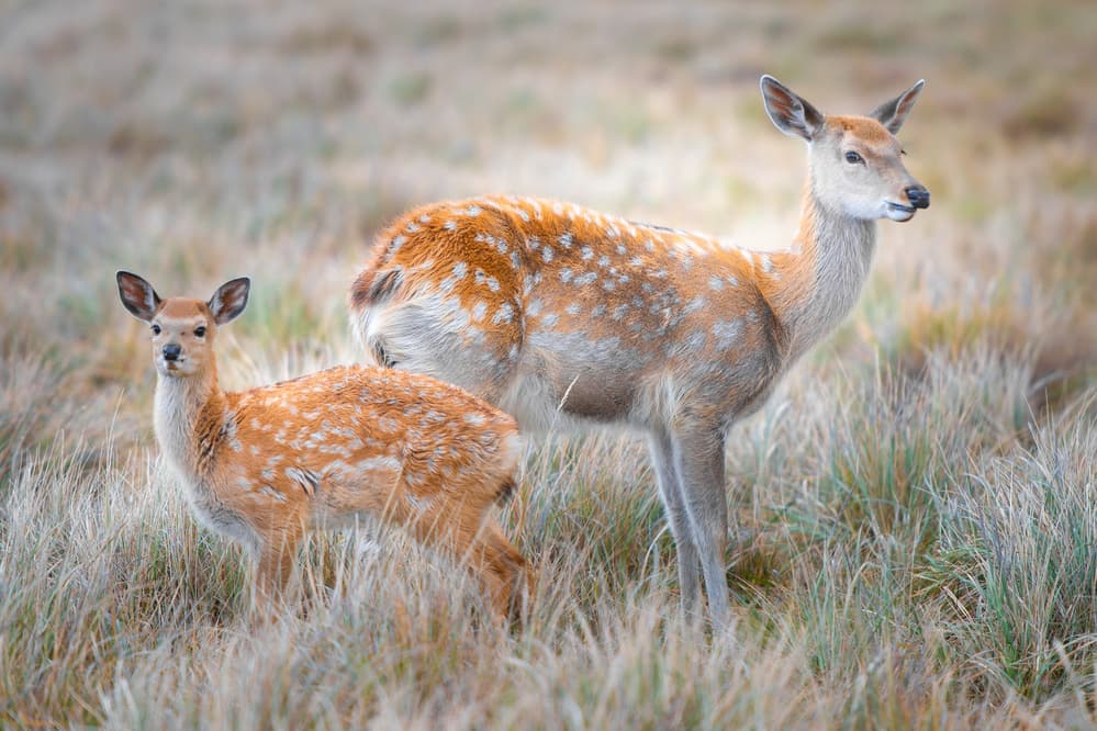 Gentle Fawn And Doe by Simoon — canvas wall art