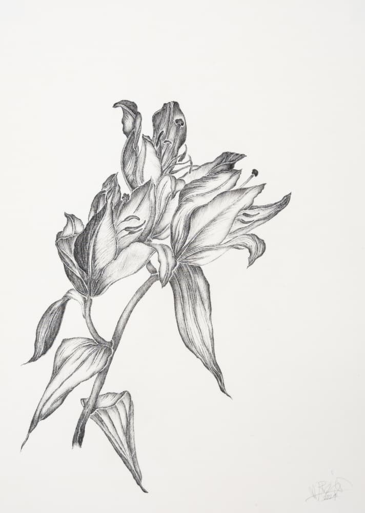 Elegant Lily Drawing by Mette Rix — canvas wall art
