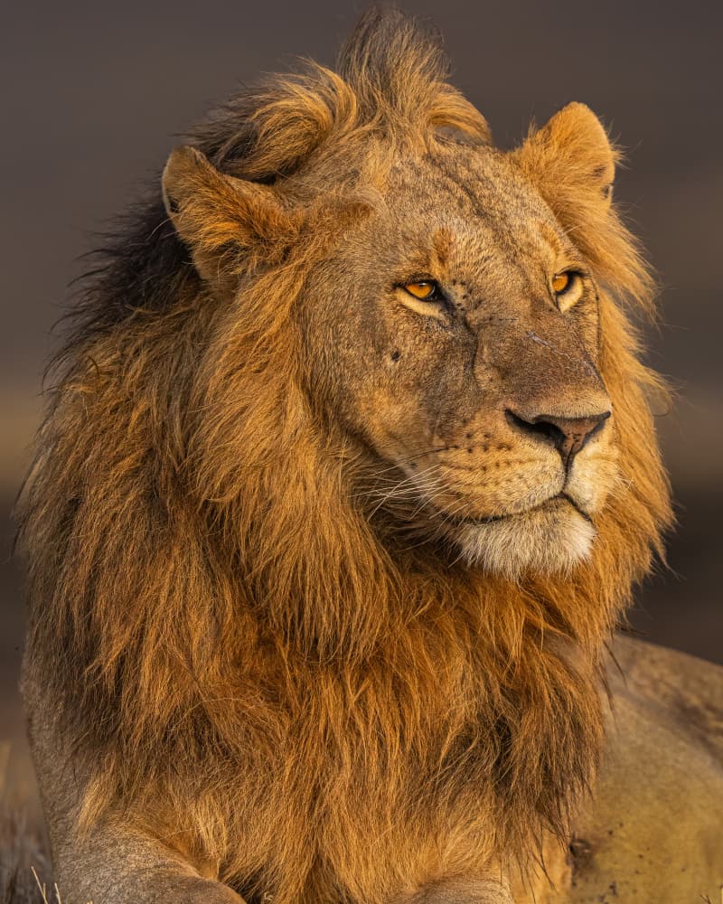 Majestic African Lion by Yogesh Bhatia — canvas wall art