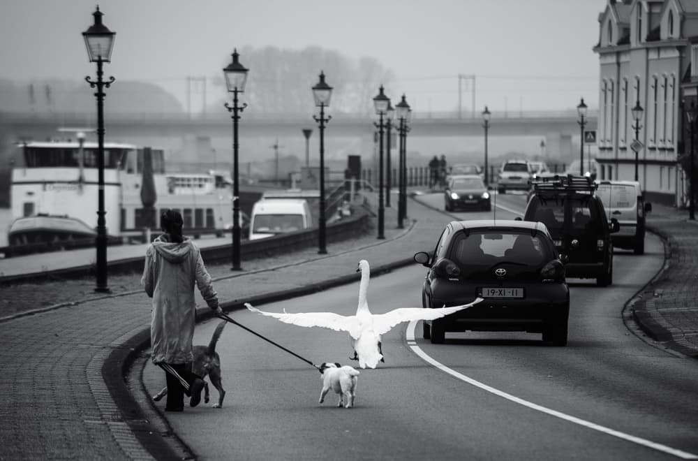 Urban Swan Encounter by Gerard Jonkman — canvas wall art