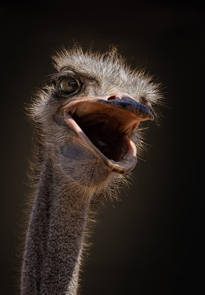 Laughing Ostrich Head by Bassant Meligy — canvas wall art