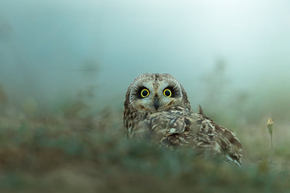 Watchful Owl In Mist by Ahmed Sobhi — canvas wall art