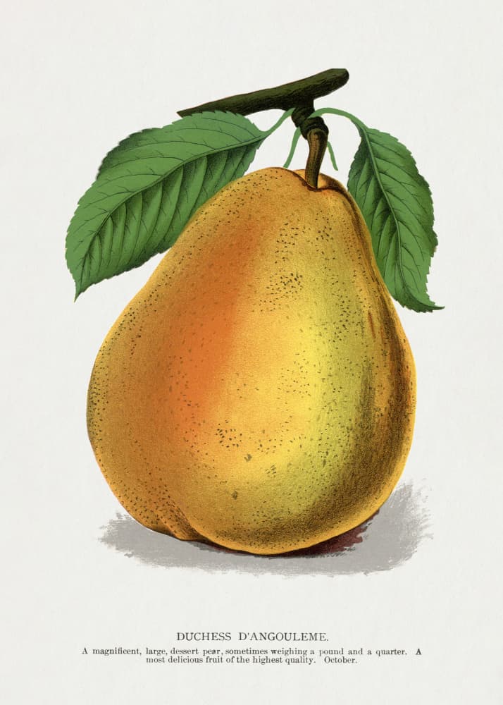 Duchess D'angouleme Pear Lithograph by Botanical Specimen Rochester Lithographing — canvas wall art