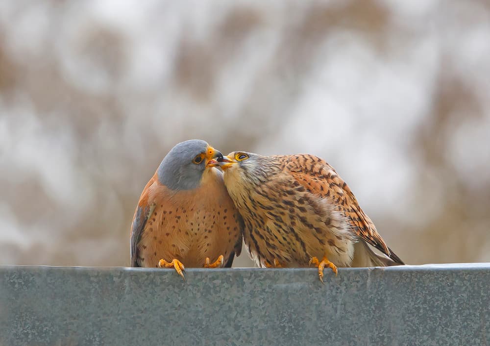Kestrel Pair Feeding by Shlomo Waldmann — canvas wall art