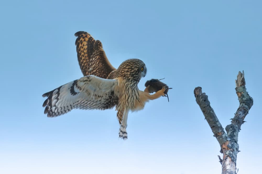 Flying Owl with Prey by Gavin Lam — canvas wall art