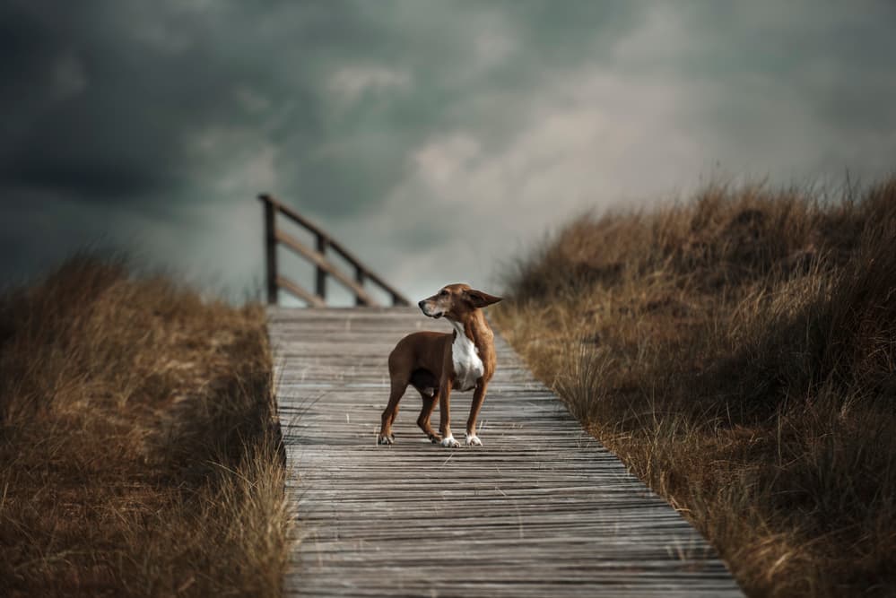 Dog on Coastal Boardwalk by Heike Willers — canvas wall art