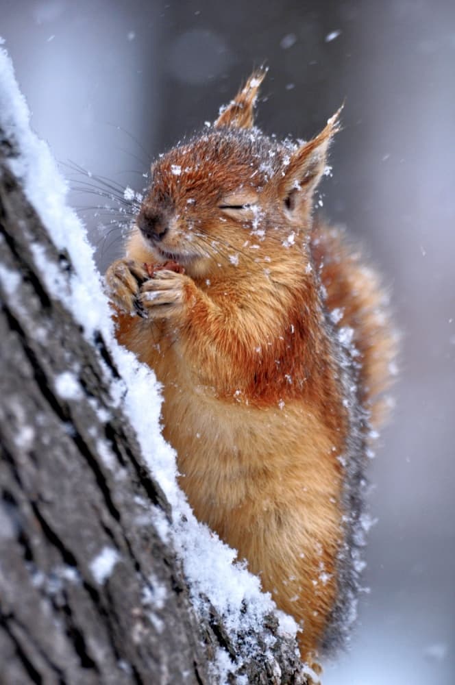Happy Winter Squirrel