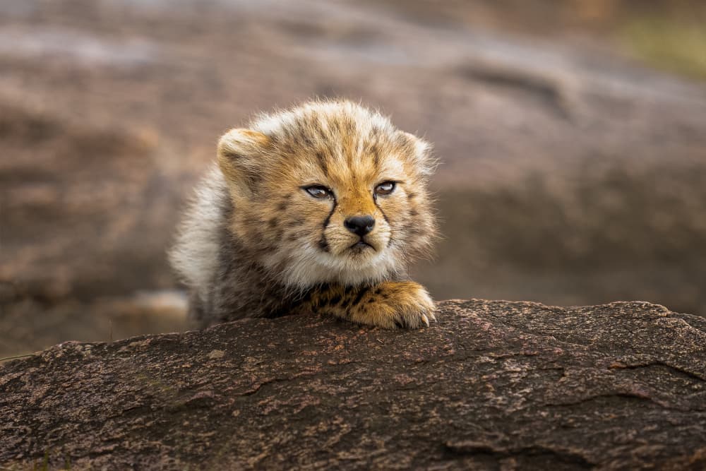 Adorable Cheetah Cub by Ahmed Sobhi — canvas wall art