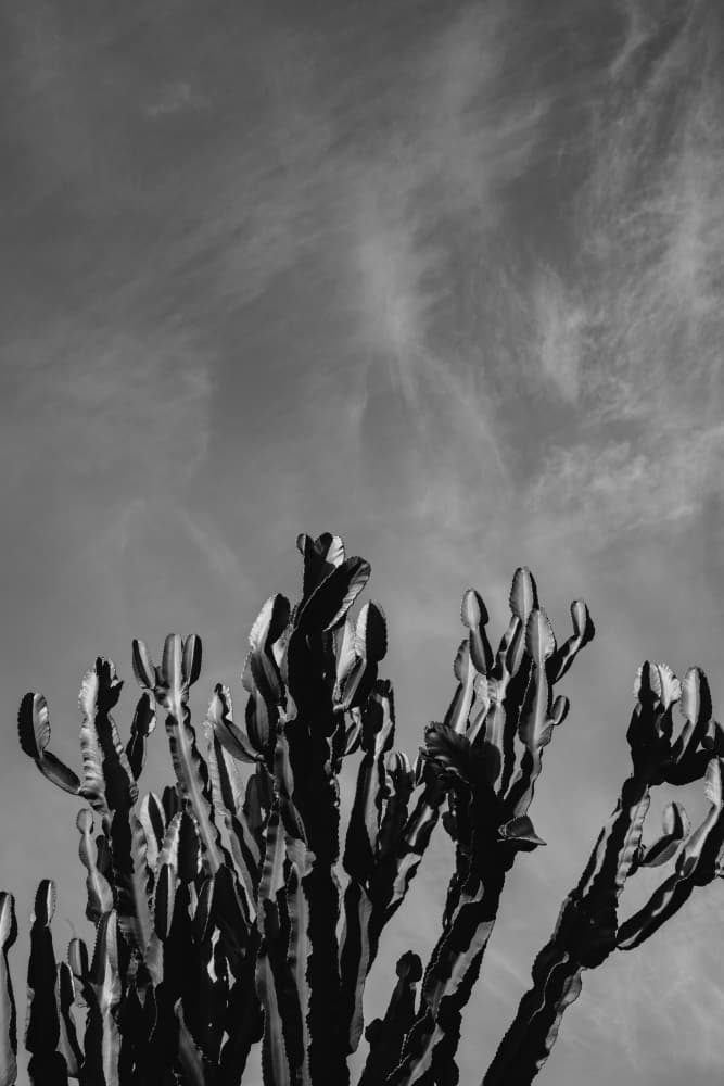Desert Cactus Sky by Bethany Young — canvas wall art