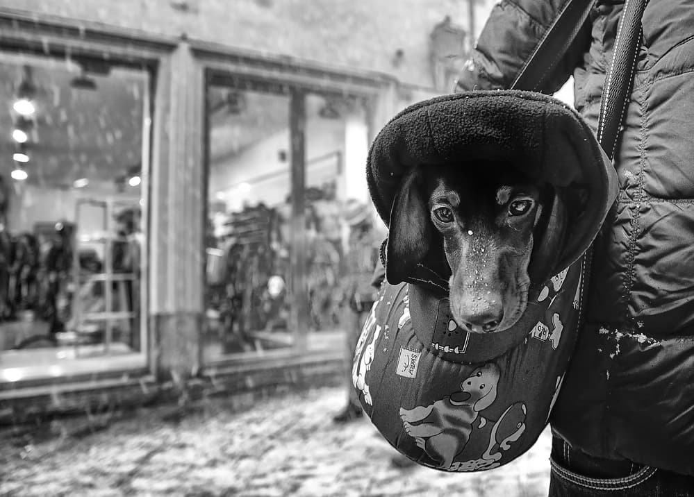 Cozy Dachshund Snow Day by Claudio Moretti — canvas wall art