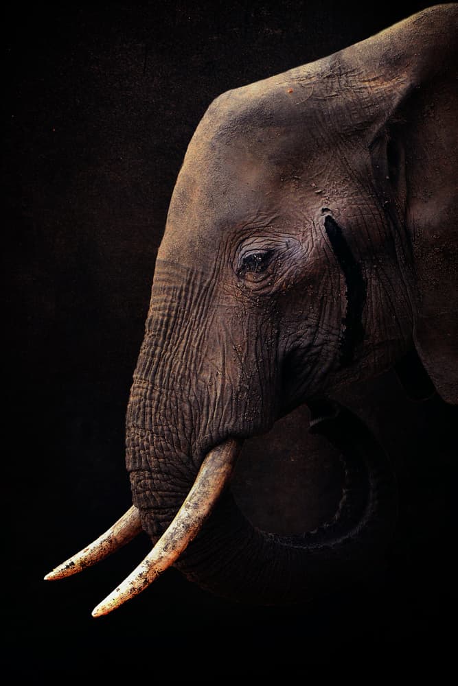 428 by Antonio Grambone — canvas wall art