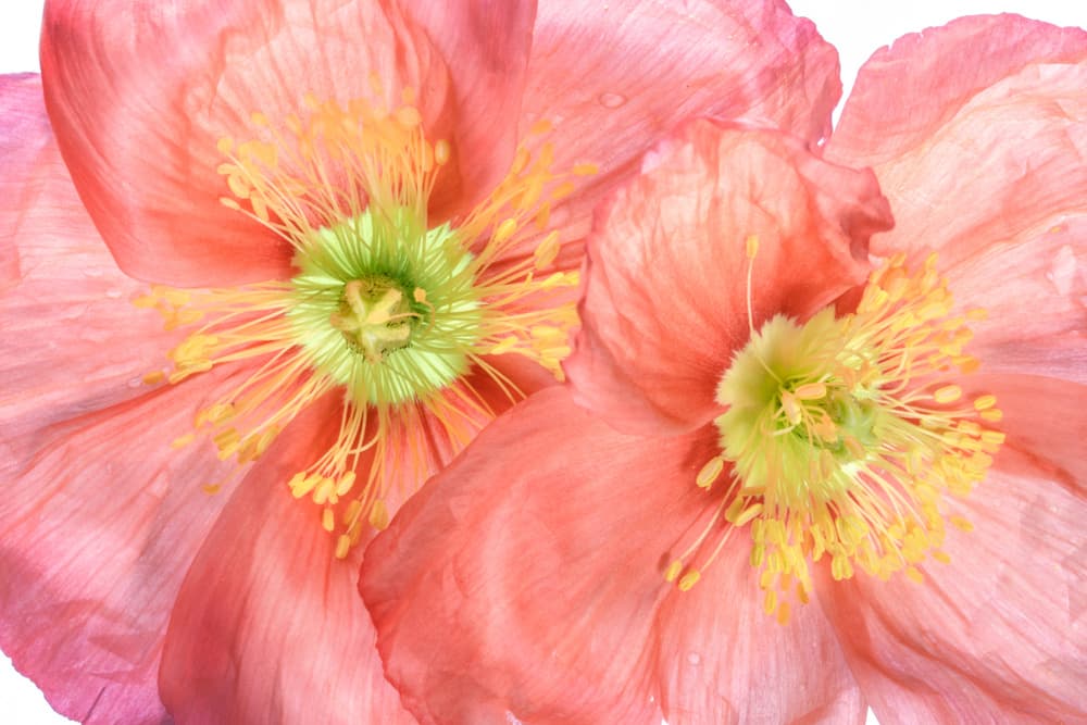 Papaver by Mandy Disher — canvas wall art