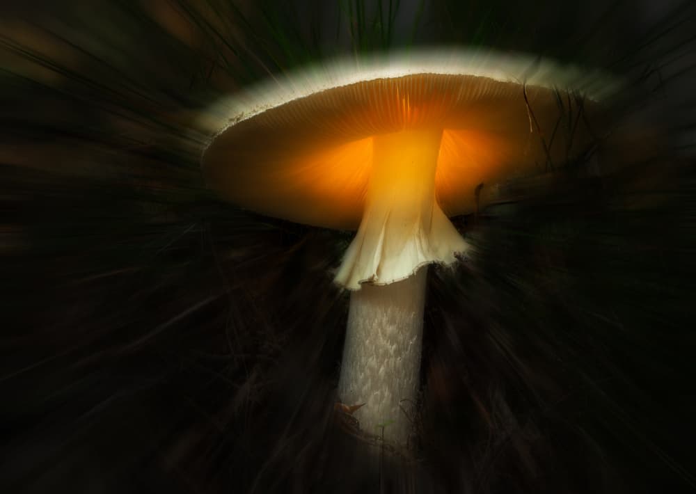 Glowing Forest Mushroom by Hans Günther — canvas wall art