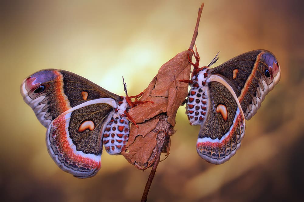 Elegant Moth Pair by Jimmy Hoffman — canvas wall art